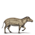 koń z prehistorycznej kolekcji hyracotherium
