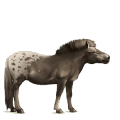 koń wierzchowy tennessee walker brudnokasztanowata
