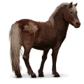 koń z dzikiej kolekcji kuc z sable island