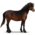 koń z dzikiej kolekcji kuc dartmoor