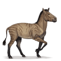 boski koń hipparion