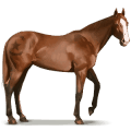 koń z dzikiej kolekcji koń z shackleford banks