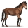 koń z dzikiej kolekcji koń z cumberland island