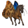 koń wędrowny niebieski menelaus morpho