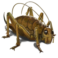 compagnon-weta.png