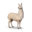 Lama