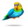 compagnon-pinata-parakeet.png