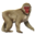 compagnon-singe-neige.png