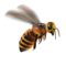 compagnon-abeille.png