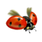 compagnon-coccinelle.png