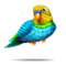 compagnon-pinata-parakeet.png