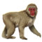 compagnon-singe-neige.png