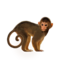 compagnon-singe.png